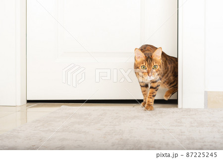 The cat sneaks out of the room during the game. The cat sneaks out of the room during the game. 87225245