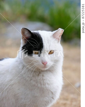 ブラックジャックっぽい地域猫 ブラックジャックっぽい地域猫 87225381
