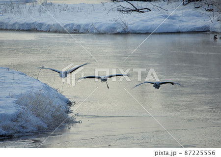 タンチョウのダンス 87225556