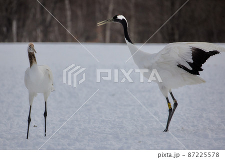 タンチョウのダンス タンチョウのダンス 87225578