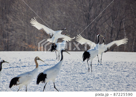 タンチョウのダンス タンチョウのダンス 87225590