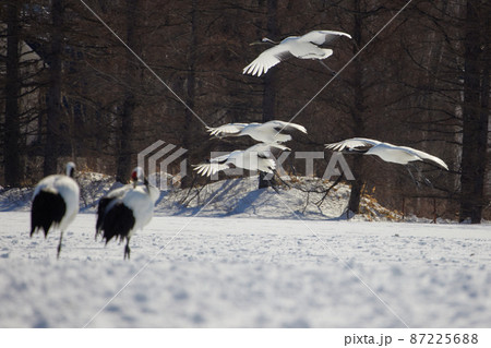 飛ぶタンチョウ 87225688