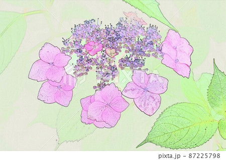 CG画像 ガクアジサイ1 CG画像 ガクアジサイ1 87225798