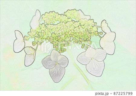 CG画像 ガクアジサイ2 CG画像 ガクアジサイ2 87225799