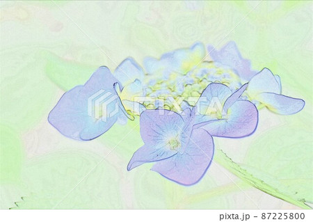 CG画像 ガクアジサイ3 CG画像 ガクアジサイ3 87225800