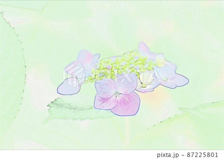 CG画像 ガクアジサイ4 CG画像 ガクアジサイ4 87225801