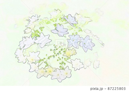 CG画像 ガクアジサイ6 CG画像 ガクアジサイ6 87225803