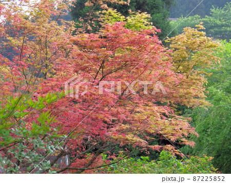 原住民 先住民族 部族 87225852