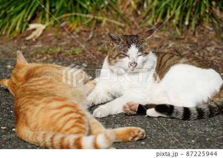寒い冬も終わり近し　野良猫の親子が日光浴 87225944