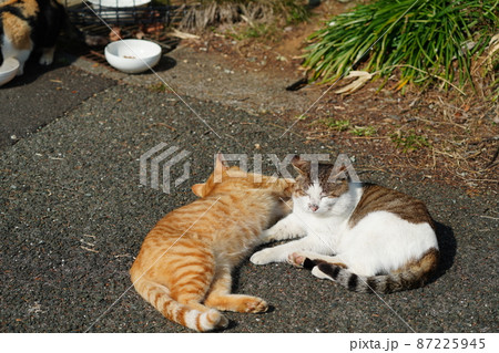 寒い冬も終わり近し 野良猫の親子が日光浴 寒い冬も終わり近し 野良猫の親子が日光浴 87225945