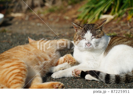 寒い冬も終わり近し　野良猫の親子が日光浴 87225951