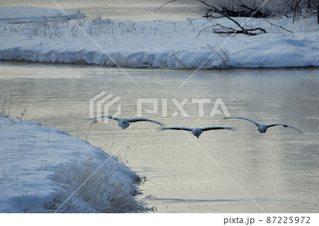 樹氷に囲まれたタンチョウのねぐら 樹氷に囲まれたタンチョウのねぐら 87225972