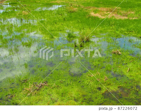 若草生える初夏の青空を映す湿地風景 87226072