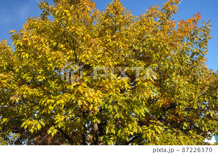 colorful autumn tree - background on the theme of leaf fall colorful autumn tree - background on the theme of leaf fall 87226370