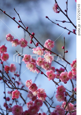 早春の公園に咲く梅の花 早春の公園に咲く梅の花 87226540