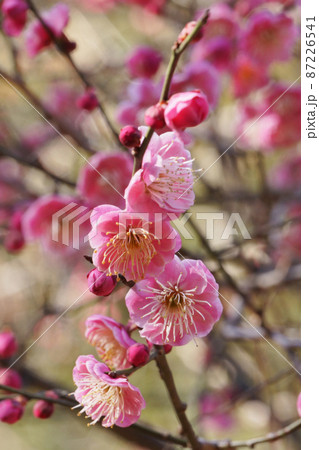 早春の公園に咲く梅の花 早春の公園に咲く梅の花 87226541