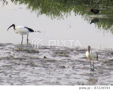 動物 動物学 鶏 87226593