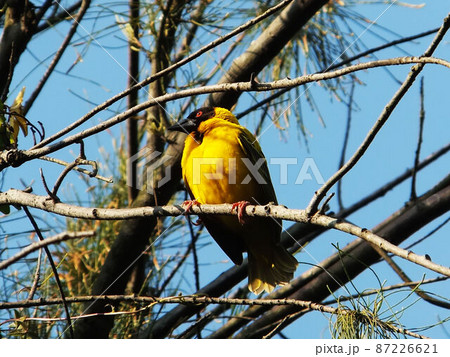 動物 動物学 鶏 87226621