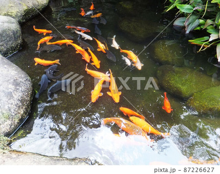 動物 動物学 鶏 87226627