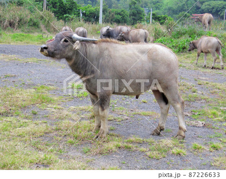 動物 動物学 鶏 87226633