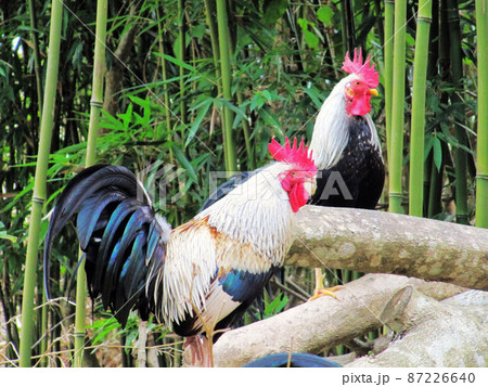 動物 動物学 鶏 87226640