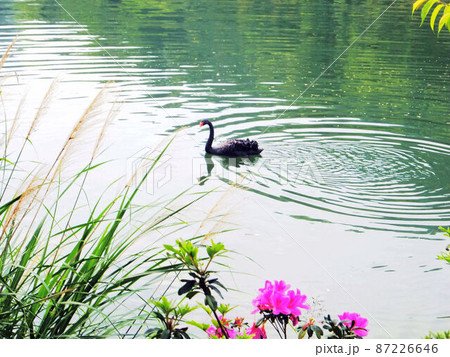 動物 動物学 鶏 87226646