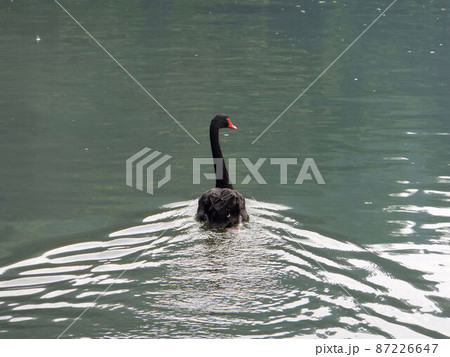 動物 動物学 鶏 87226647