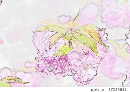 牡丹桜 イラスト2 87226651