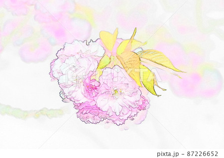 牡丹桜 イラスト3 87226652