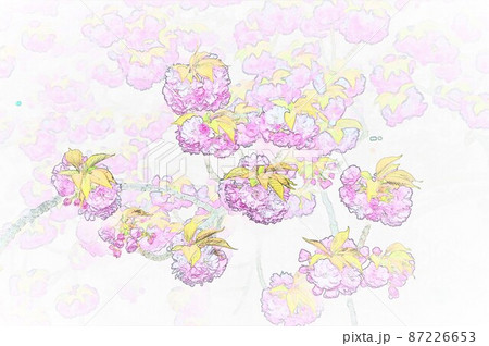 牡丹桜 イラスト4 87226653