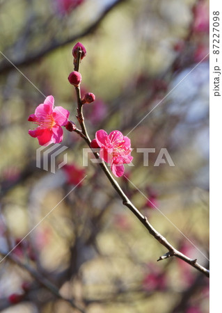 早春の公園に咲く梅の花 早春の公園に咲く梅の花 87227098
