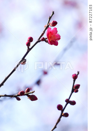 早春の公園に咲く梅の花 87227103