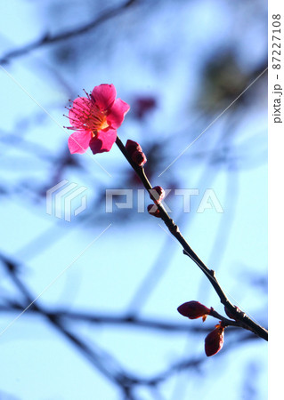 早春の公園に咲く梅の花 87227108