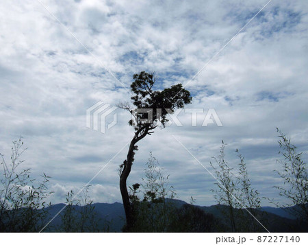 木 ツリー 樹 87227140