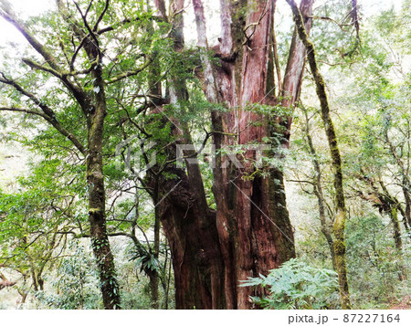 木 ツリー 樹 87227164
