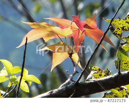 木 ツリー 樹 87227173