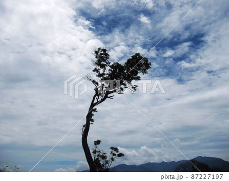 木 ツリー 樹 87227197