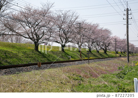 大麻生の桜並木 87227205