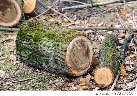 felled fallen tree with traces of a chainsaw felled fallen tree with traces of a chainsaw 87227610