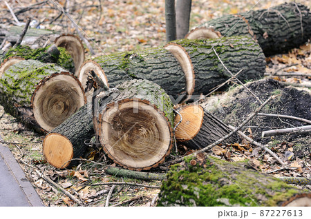 felled fallen tree with traces of a chainsaw 87227613