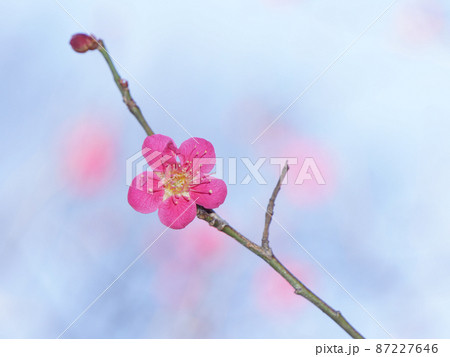 早春の公園に咲く梅の花 87227646