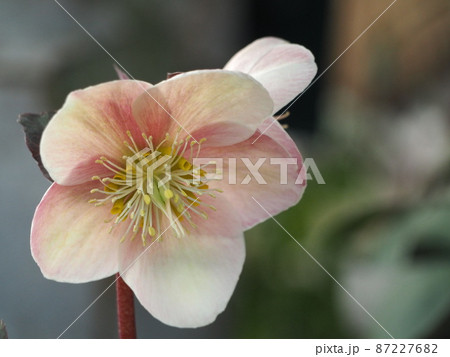 クリスマスローズ　ピンクフロスト① 87227682