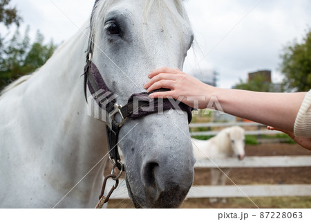 photo female hand stroking a horse muzzle in equestrian club photo female hand stroking a horse muzzle in equestrian club 87228063