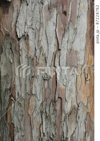Irish Yew 87228762