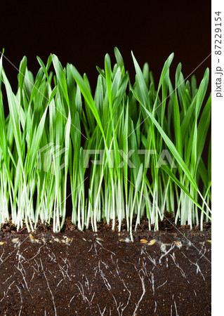 oat grass and roots in soil cross-cut section 87229154