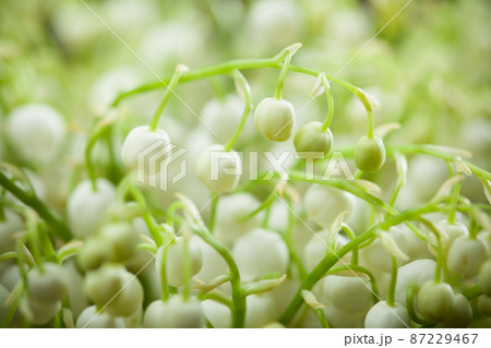 Lily of the Valley flowers, close-up view Lily of the Valley flowers, close-up view 87229467