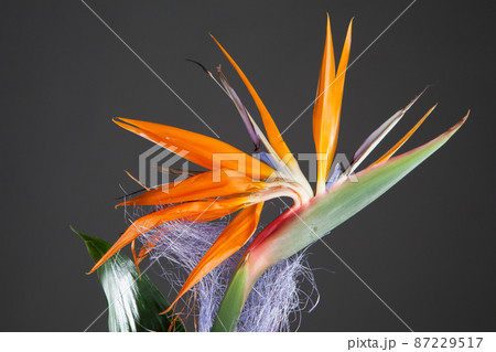 bird of paradise flower (strelitzia) on grey background bird of paradise flower (strelitzia) on grey background 87229517