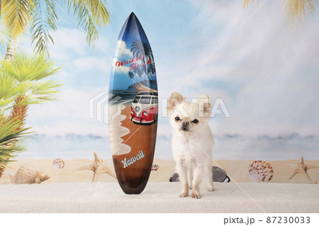 チワワとサーフボードと夏のビーチ チワワとサーフボードと夏のビーチ 87230033