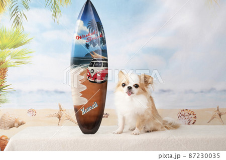 チワワとサーフボードと夏のビーチ チワワとサーフボードと夏のビーチ 87230035
