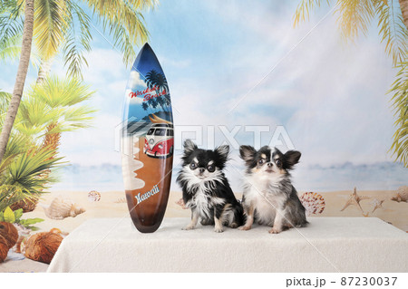 2匹のチワワとサーフボードと夏のビーチ 2匹のチワワとサーフボードと夏のビーチ 87230037